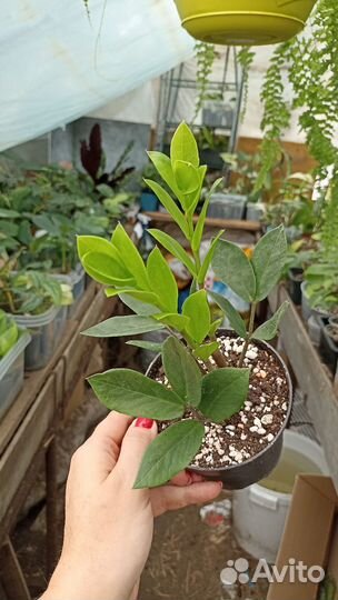 Замиокулькас