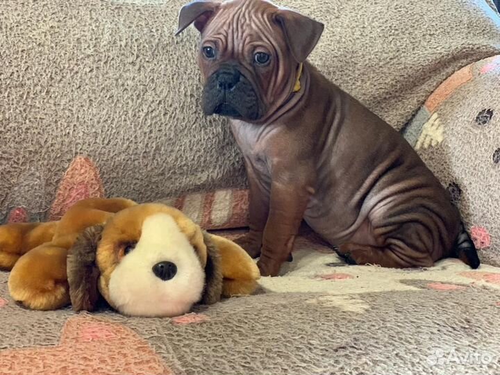 Щенки чунцина