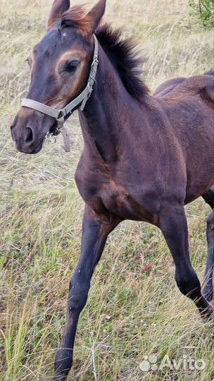 Лошадь кобылка