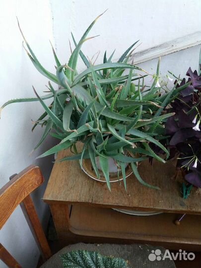 Лечебный алоэ