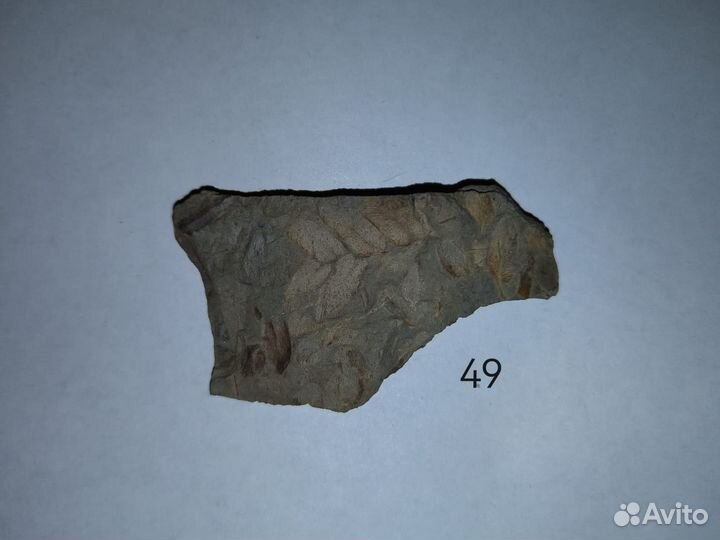 Окаменелые растения. Карбон