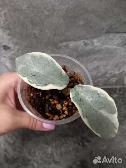 Хоя cv. argentea picta variegata