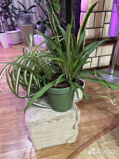 Хлорофитум