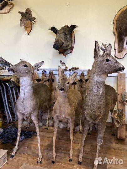 Чучело косули