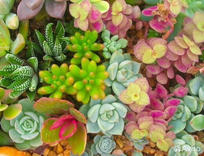 Флорариум суккуленты