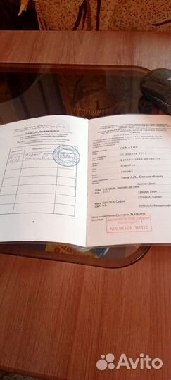 Жеребец французкий рысак