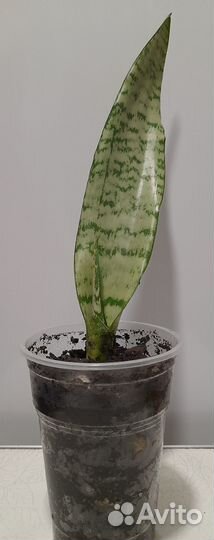 Комнатное растение сансевиерия (тещин язык)