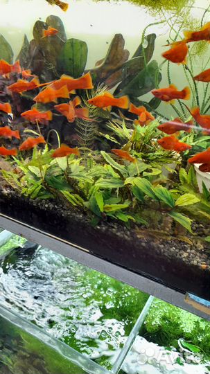 Аквариумные рыбки