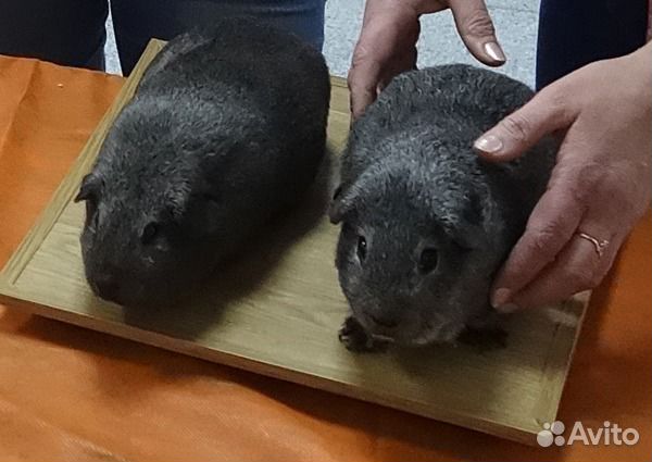 Морские свинки