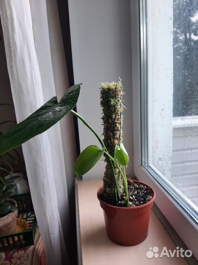 Монстеры с опорой