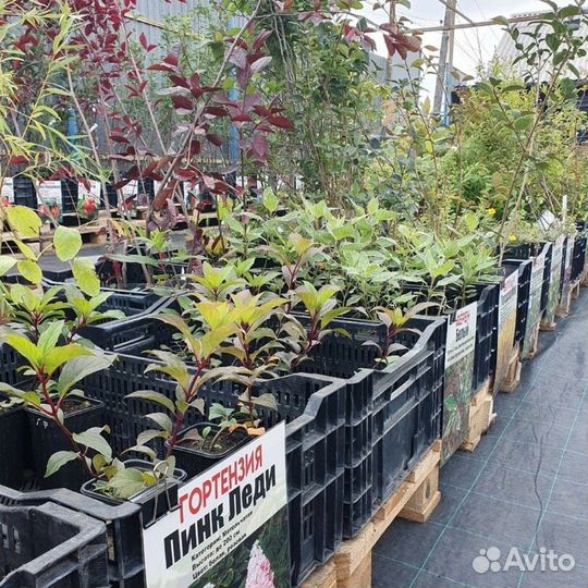 Саженцы плодовых деревьев и кустарников