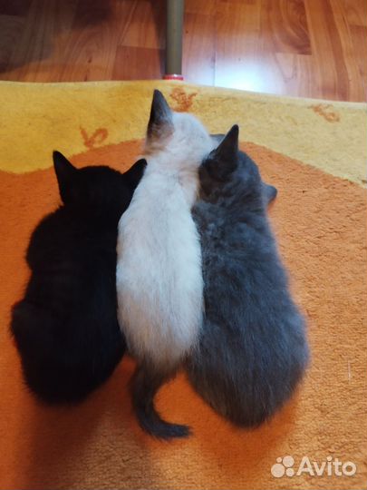 Котята в добрые руки