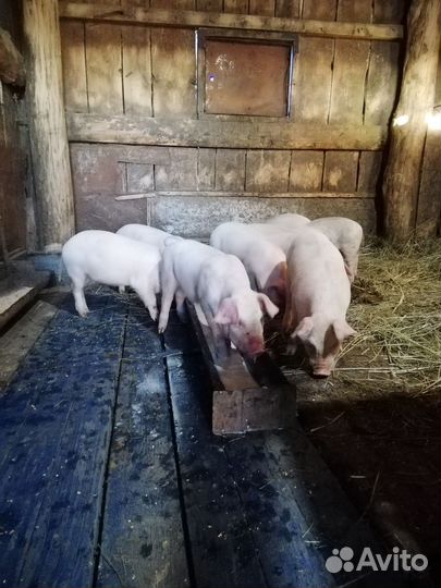Поросята крупная белая