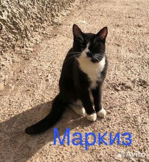 Кошка в дар