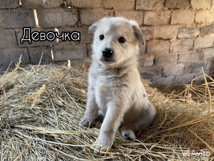 Щенки в охрану