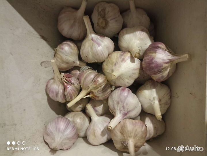 Чеснок семенной Любаша