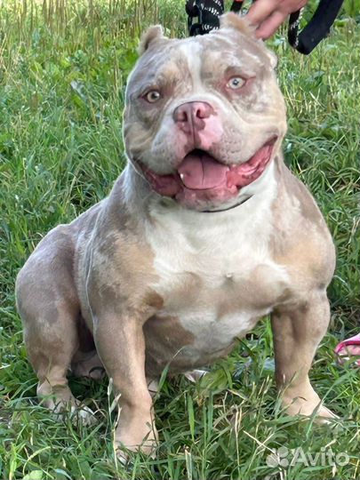 Ам Булли Мерль, Голубой Вязка