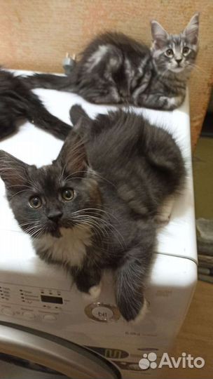 Малышки мейн-кун