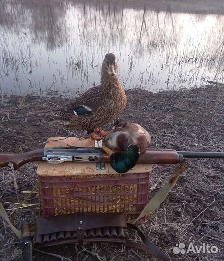 Подсадные утки