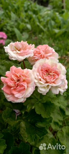 Пеларгонии коллекционные сорта