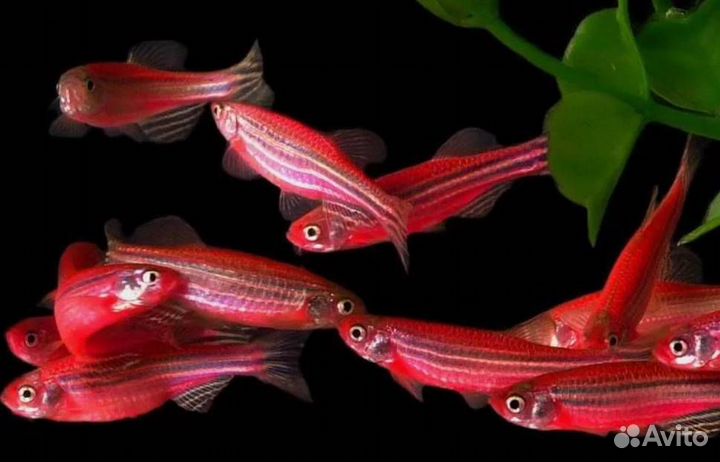 Данио гло розовый (барби), яркие цветные рыбки