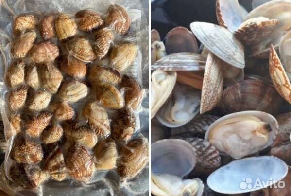 Вонголе в ракушке