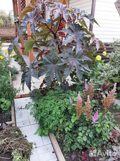 Клещевина рассада