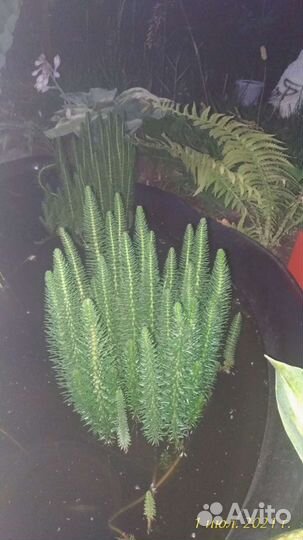 Растение для пруда, сосенка водная