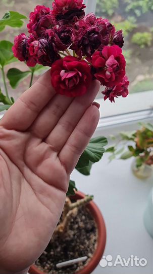 Пеларгония герань сортовая