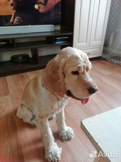 Кокер спаниель