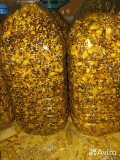 Кукуруза браженная