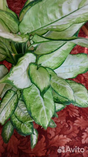 Диффенбахия камилла