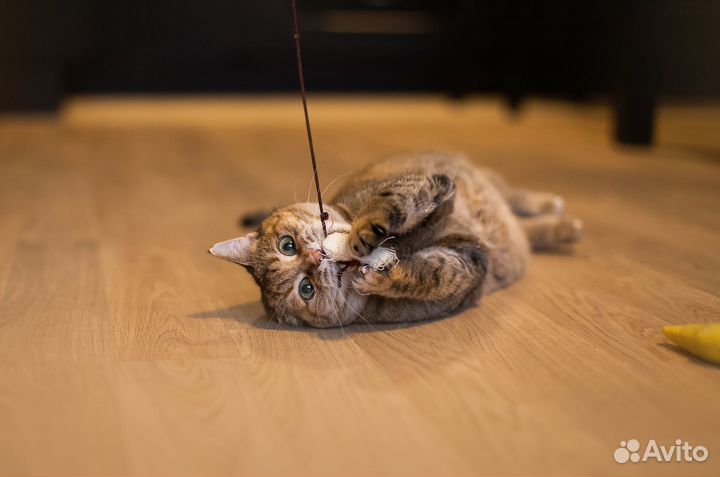 Плюшечка ищет дом