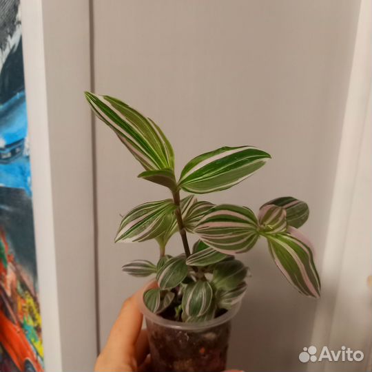 Традесканция пинк