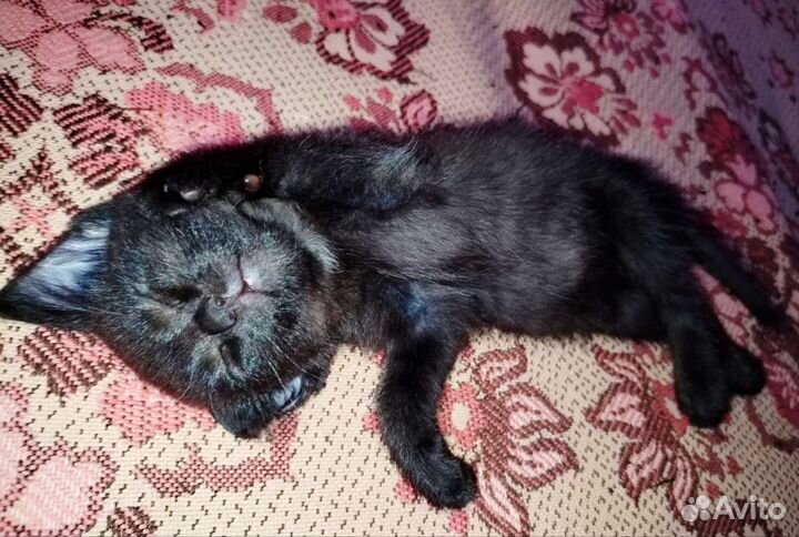 Кошка в дар бесплатно