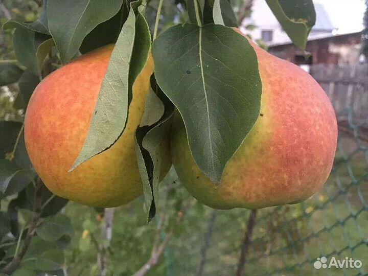 Саженцы груши просто мария