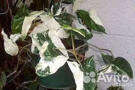 Сингониум разные сорта