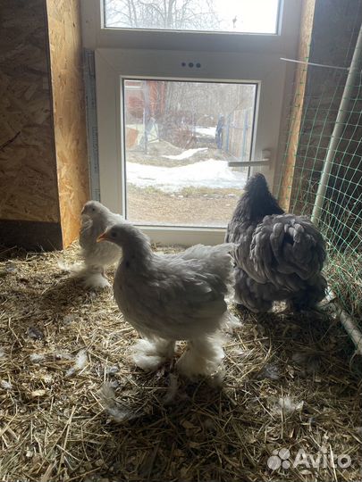 Цыплята кохинхина карликового