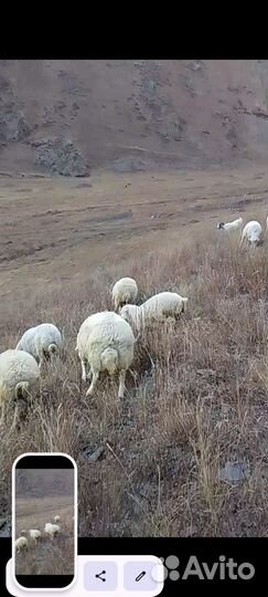 Баранчики 150голов