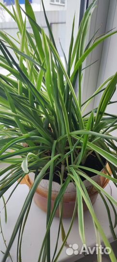 Домашние цветы