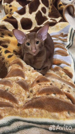 Ориентал вязка