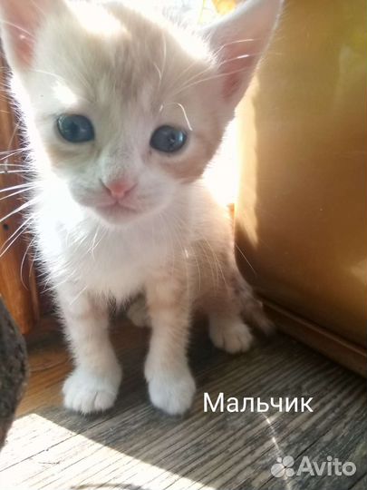 Котята