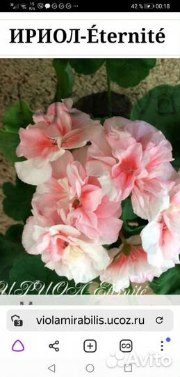 Пеларгония коллекционная