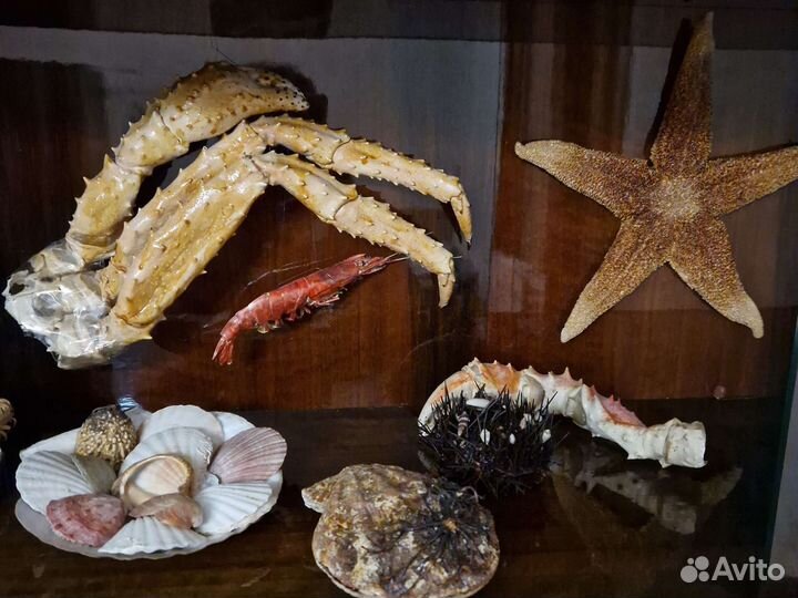 Морские раковины и ракушки, морские звёзды