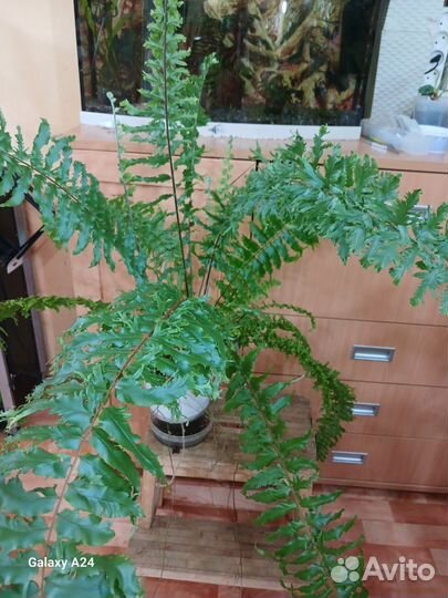 Папоротник Гибрид