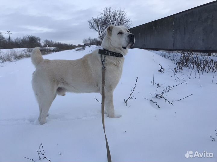 Среднеазиатская овчарка кобель алабай вязка