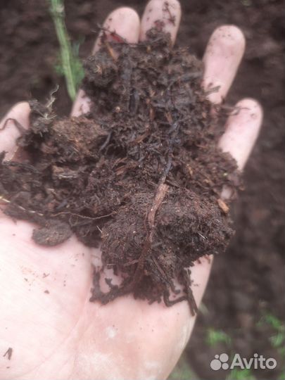 Грибной компост субстрат