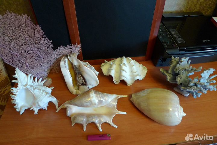 Ракушки и кораллы коллекция