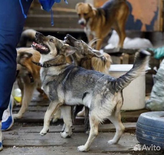Отдам собаку в добрые руки