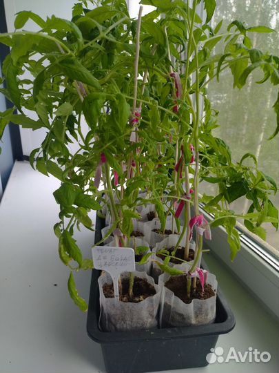 Рассада помидор